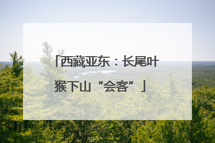 西藏亚东：长尾叶猴下山“会客”